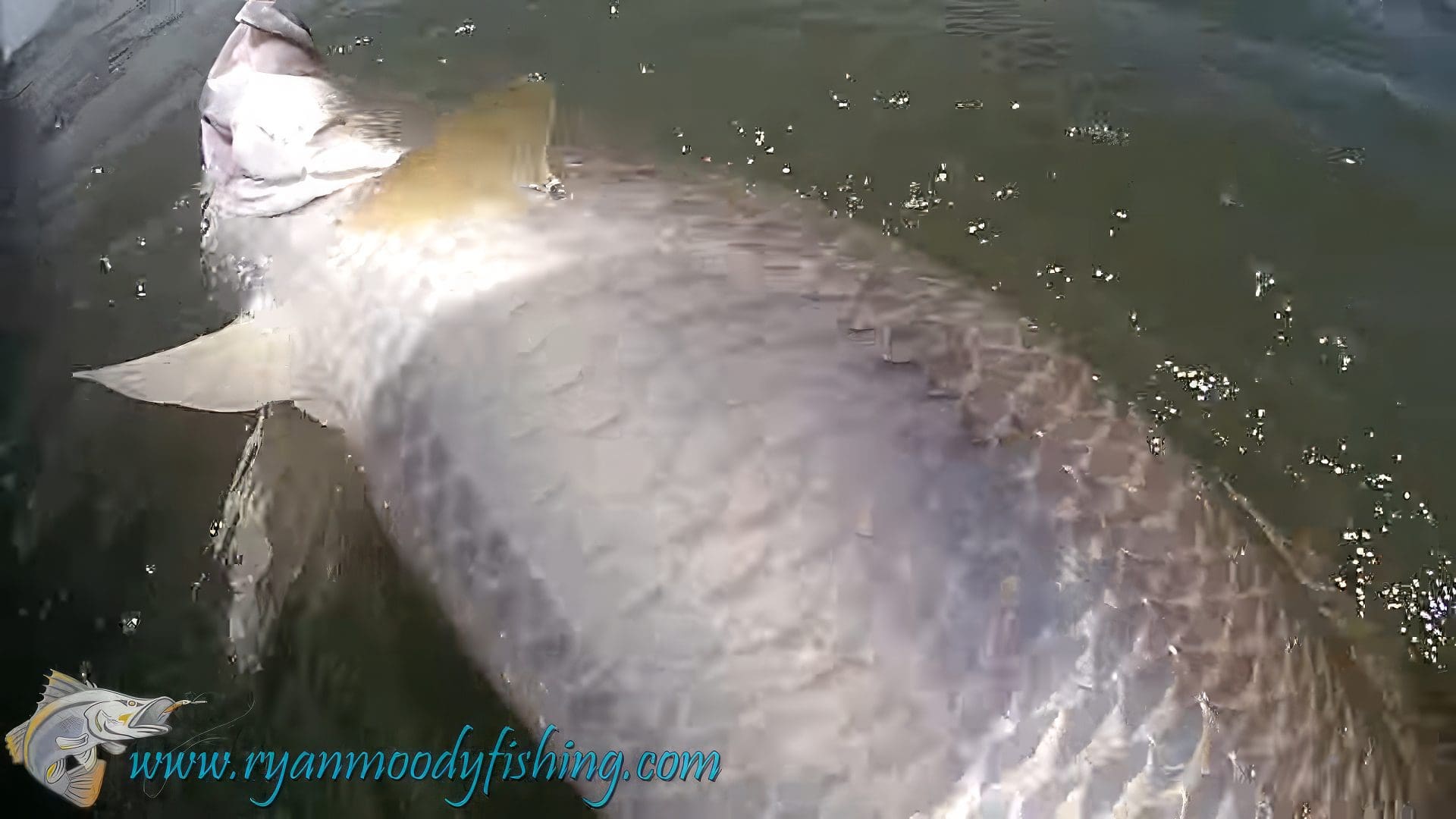 Catching Big Barramundi 11-upscaled Catching Big Barramundi 11-upscaled