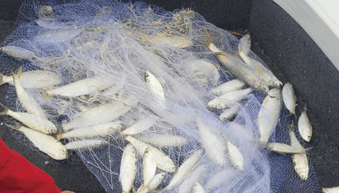 Catching live bait using a cast net from a boat