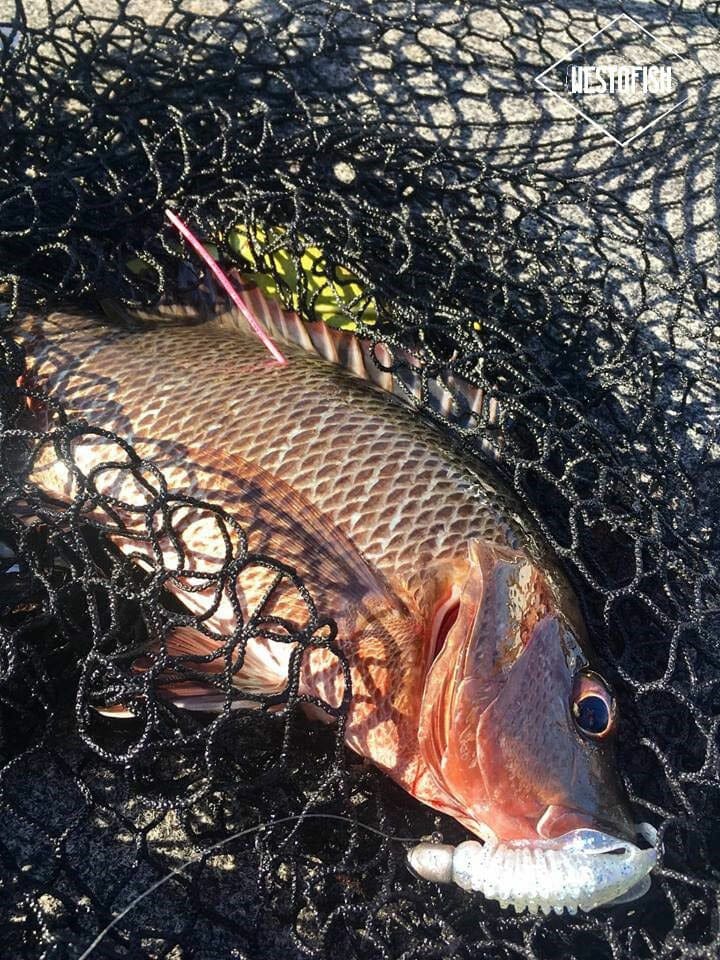 Tag and release mangrove jack to learn about fish movements