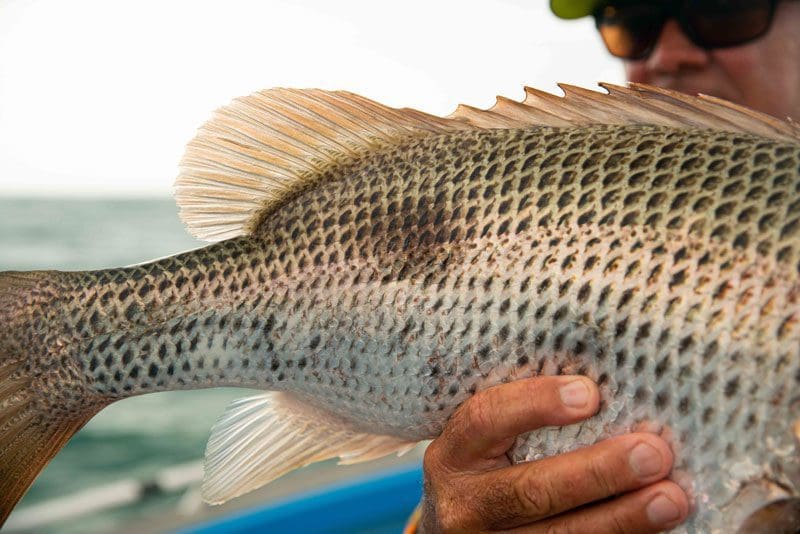 Fingermark are so named due to the spot on their flank.