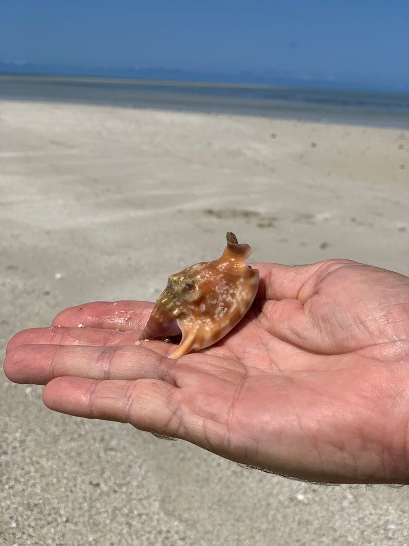 Shells on the Great Barrier Reef