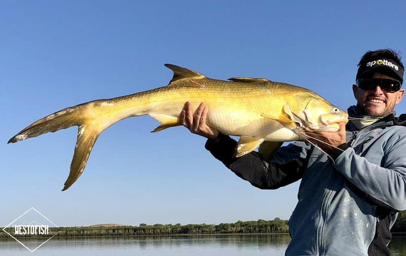 Tag and release king Threadfin to learn about their movements