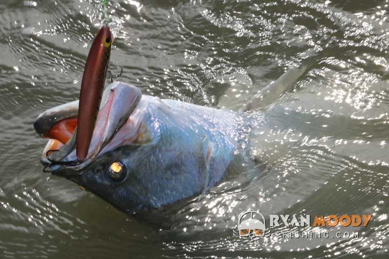 The rewards of a good artificial lure. Big trophy fish.