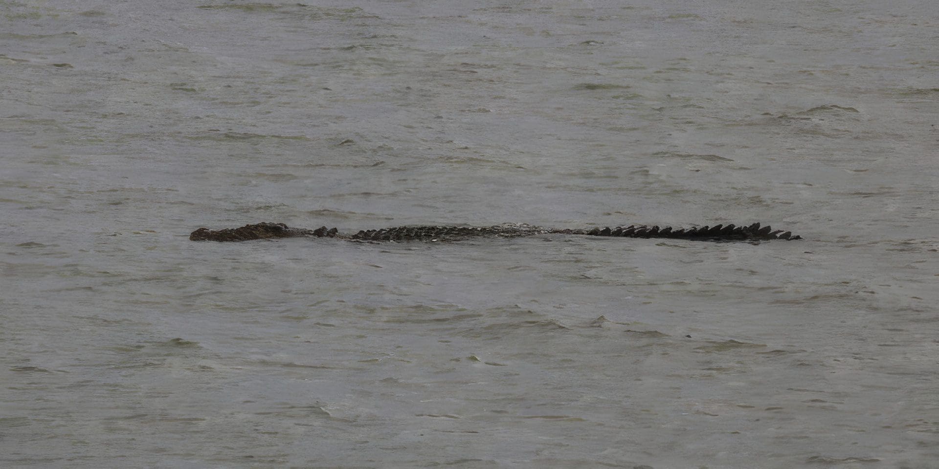 cardwell-crocodile-no-dog-eater