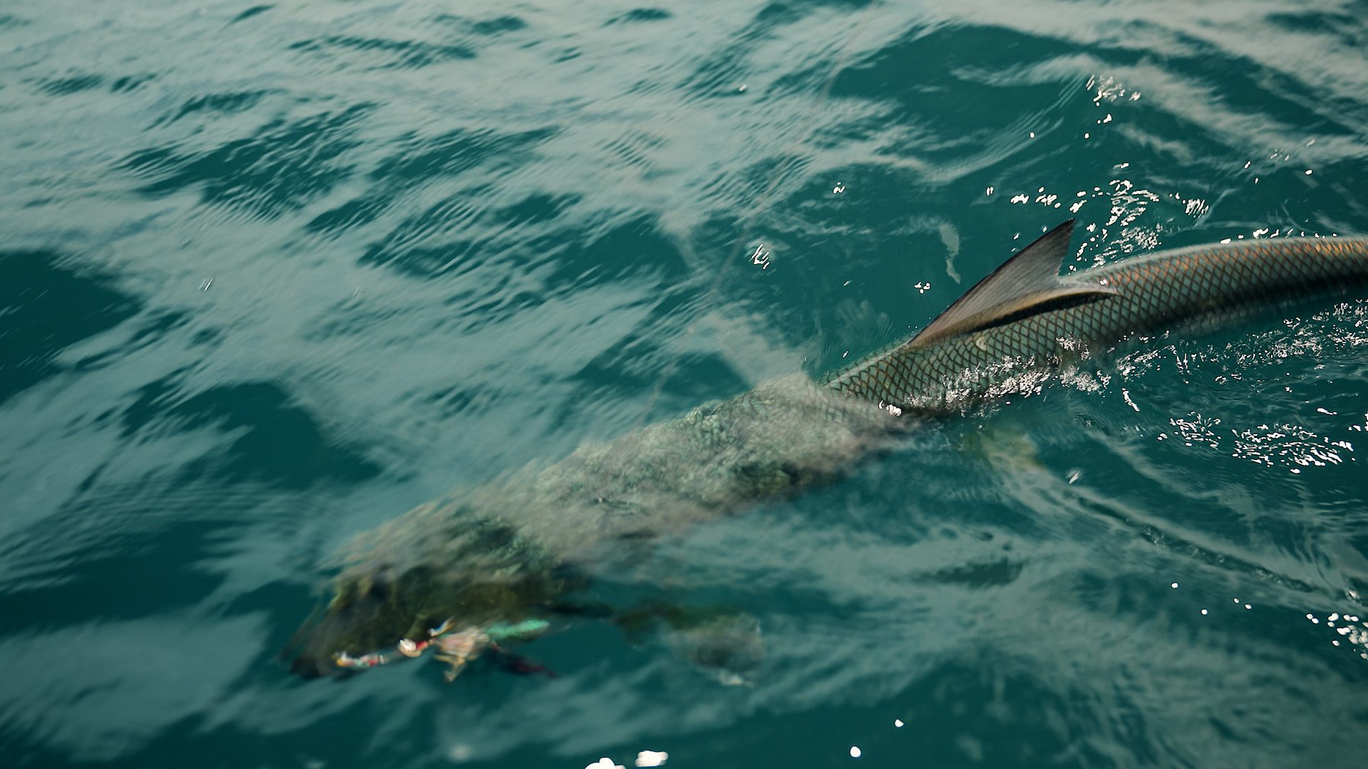 GiantHerring_InWater_Levitator_BarrowIsland_Screenshot GiantHerring_InWater_Levitator_BarrowIsland_Screenshot