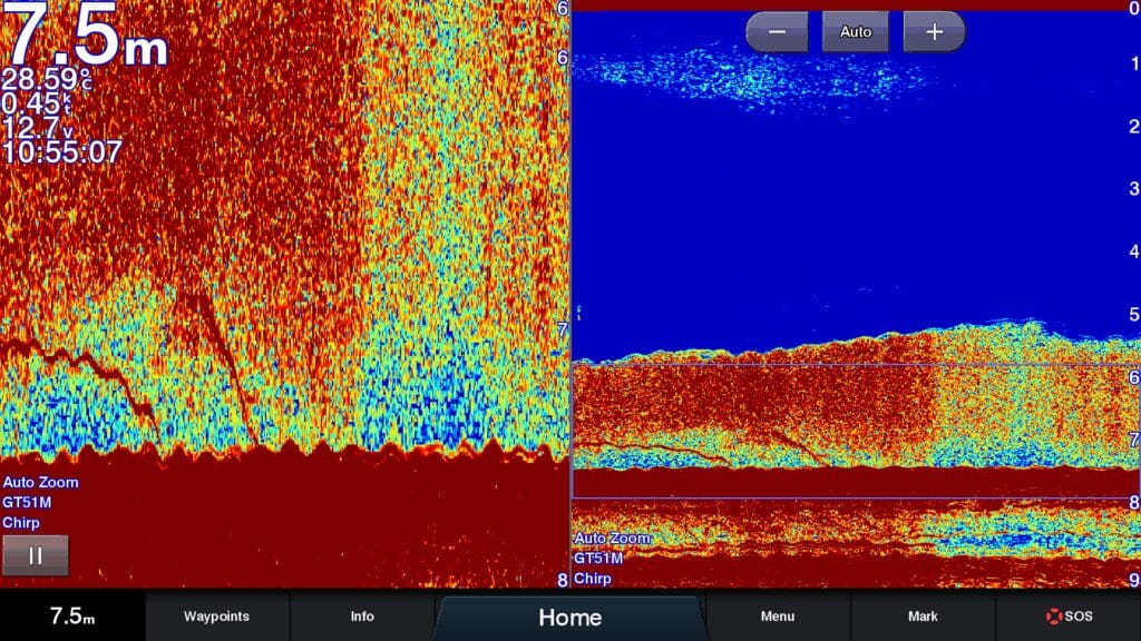 Golden snapper hiding in a herring school